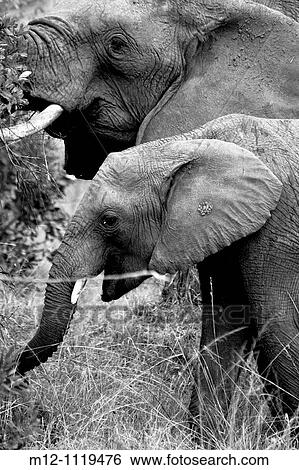 Elephants feed in the Masai Mara View Large Photo Image Stock Photograph - Elephants feed in the Masai Mara. Fotosearch