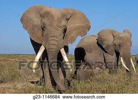Elephants in Amboseli View Large Photo Image Picture - Elephants in Amboseli. Fotosearch