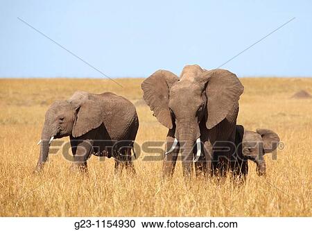 Elephants in Kenya, lat. loxodonta africana View Large Photo Image Stock Image - Elephants in Kenya, lat. loxodonta africana. Fotosearch