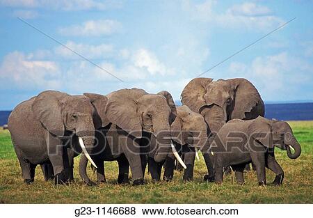 Elephants in Kenya View Large Photo Image Stock Photo - Elephants in Kenya. Fotosearch