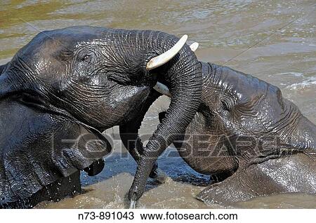 Elephants, Kruger National Park, Mpumalonga, South Africa View Large Photo Image Stock Image - Elephants, Kruger National Park, Mpumalonga, South Africa. Fotosearch