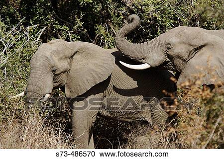 Elephants. Kruger National Park, Southafrica View Large Photo Image Stock Image - Elephants. Kruger National Park, Southafrica. Fotosearch