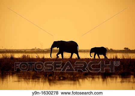 Stock Photo - Elephants Loxodonta Africana at sunset in Chobe National Park, Botswana. Fotosearch