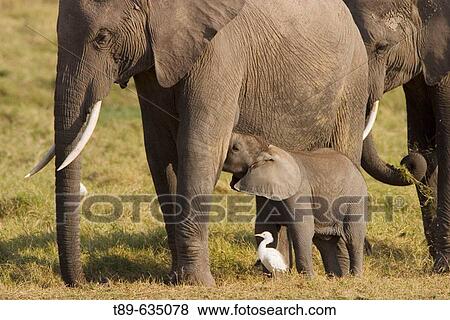 Elephants (Loxodonta africana). Few weeks old baby elephant and mother View Large Photo Image Stock Photo - Elephants (Loxodonta africana). Few weeks old baby elephant and mother. Fotosearch