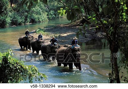 ELEPHANTS, MAE PING RIVER, CHIANG MAI REGION, THAILAND. View Large Photo Image Picture - ELEPHANTS, MAE PING RIVER, CHIANG MAI REGION, THAILAND.. Fotosearch