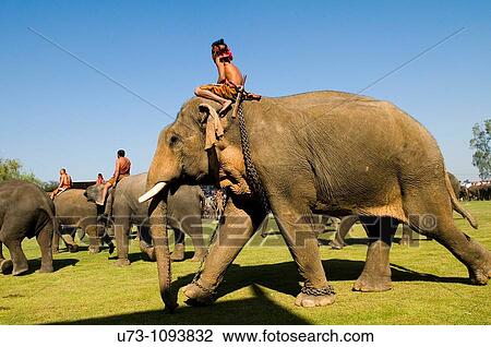 Stock Image - Elephants marching into Surin soccer stadium during the annual elephant roundup.. Fotosearch