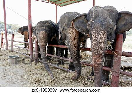 Stock Photo - Elephants reserve, Ayutthaya, Thailand.. Fotosearch