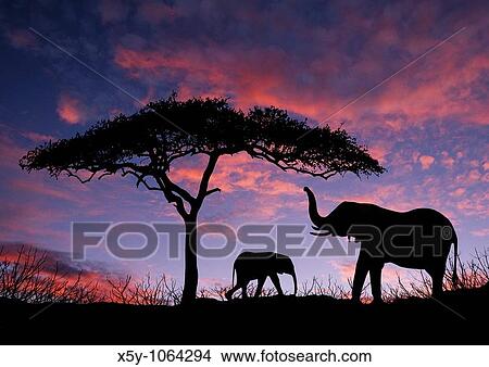 Picture - Elephants standing under tree at sunrise on the Massai Mara in Kenya Africa. Fotosearch