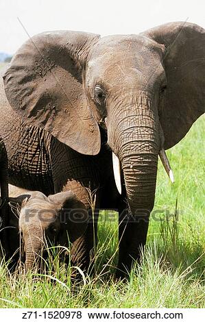 Elephants, Tarangire National Park, Tanzania View Large Photo Image Stock Photo - Elephants, Tarangire National Park, Tanzania. Fotosearch
