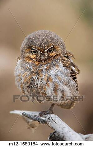 Elf Owl in Tucson Arozona View Large Photo Image Picture - Elf Owl in Tucson Arozona. Fotosearch