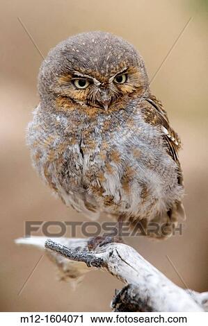 Elf Owl in Tucson Arozona View Large Photo Image Stock Image - Elf Owl in Tucson Arozona. Fotosearch
