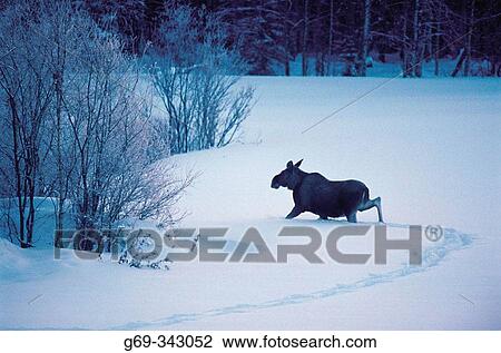 Elk (Alces alces) running in the snow. Bjurfors, V? sterbotten, Sweden View Large Photo Image Stock Image - Elk (Alces alces) running in the snow. Bjurfors, V? sterbotten, Sweden. Fotosearch