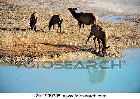 Elk (Cervus elaphus) Females and calves in the West Thumb geyser basin, drinking from a hot spring pool, Yellowstone NP, Wyoming, USA View Large Photo Image Stock Photography - Elk (Cervus elaphus) Females and calves in the West Thumb geyser basin, drinking from a hot spring pool, Yellowstone NP, Wyoming, USA. Fotosearch