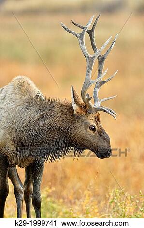 Elk (Cervus elaphus) Stag exhibiting rutting behaviour, Yellowstone NP, Wyoming, USA View Large Photo Image Stock Image - Elk (Cervus elaphus) Stag exhibiting rutting behaviour, Yellowstone NP, Wyoming, USA. Fotosearch