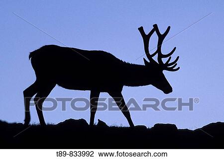 Stock Image - Elk or Wapiti Cervus elaphus. Fotosearch