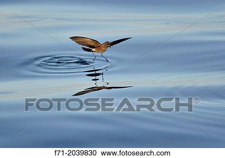 Stock Image - Elliot's Storm Petrel (Oceanites gracilis galapagoensis) is a species of seabird in the storm-petrel family Hydrobatidae. Galapagos Islands, Ecuador, South America.. Fotosearch