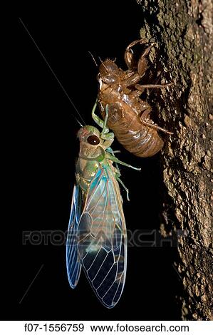 Stock Photo - Emerald Cicada (Zammara smaragdina) - Costa Rica - tropical dry forest - recently emerged adult - showing exoskeleton. Fotosearch