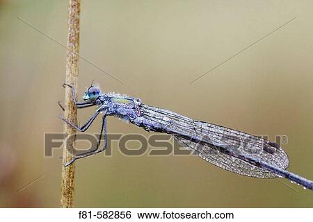 Stock Photograph - Emerald Damselfly (Lestes sponsa) dew-covered adult male resting on stem. Scotland. UK. September 2005.. Fotosearch