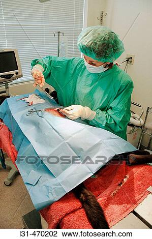 Stock Image - Emergency DVM Veterinarian operation surgery, on dog who was injured by car, female vet doctor. Fotosearch