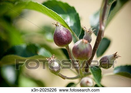 Stock Photograph - emerging apples on tree. Biglersville Pennsylvania USA. Fotosearch