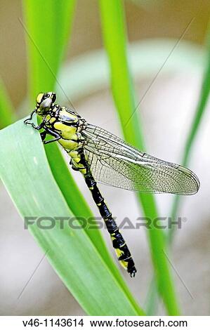 Emerging Common Clubtail, Gomphus vulgatissimus clings to marsh grass after emerging eyes are still grey and not fully formed View Large Photo Image Picture - Emerging Common Clubtail, Gomphus vulgatissimus clings to marsh grass after emerging eyes are still grey and not fully formed. Fotosearch