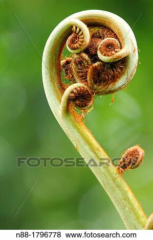 Emerging fern close up View Large Photo Image Stock Photo - Emerging fern close up. Fotosearch