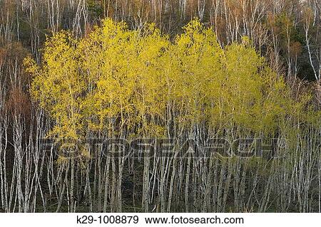 Stock Photo - Emerging foliage in group of aspen trees. Fotosearch