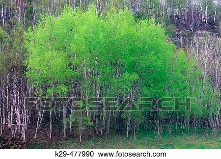 Emerging foliage in grove of aspen trees. Sudbury. Ontario. Canada. View Large Photo Image Stock Image - Emerging foliage in grove of aspen trees. Sudbury. Ontario. Canada.. Fotosearch