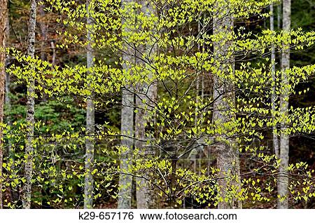 Emerging foliage on dogwood with deciduous tree trunks. Great Smoky Mountains National Park, Tennessee View Large Photo Image Stock Photograph - Emerging foliage on dogwood with deciduous tree trunks. Great Smoky Mountains National Park, Tennessee. Fotosearch