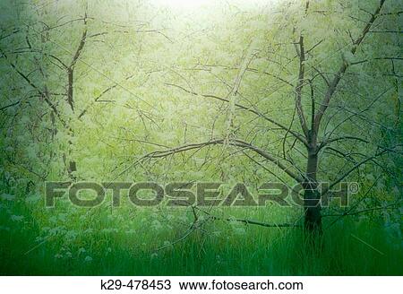 Stock Image - Emerging spring foliage in pin cherry trees. Slide montage. Sudbury. Ontario, Canada. Fotosearch