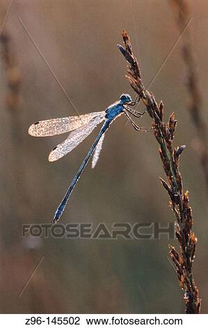 Stock Image - Emerland Damselfly (Lestes sponsa). Germany. Fotosearch