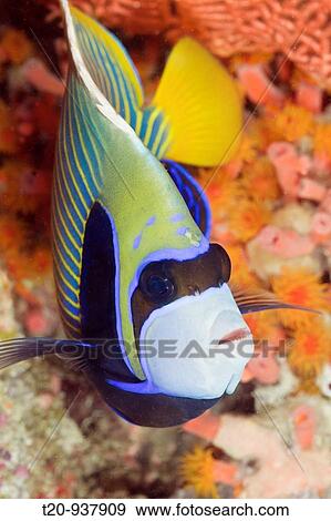 Emperor Angelfish, Pomacanthus imperator, Ellaidhoo House Reef, North Ari Atoll, Maldives View Large Photo Image Stock Photo - Emperor Angelfish, Pomacanthus imperator, Ellaidhoo House Reef, North Ari Atoll, Maldives. Fotosearch