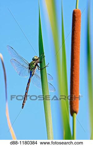 Emperor Dragonfly Anax imperaror Ordre Odonata Famille Aeshnidae Typha latifolia Ordre Typhales Famille Typhaceae. View Large Photo Image Picture - Emperor Dragonfly Anax imperaror Ordre Odonata Famille Aeshnidae Typha latifolia Ordre Typhales Famille Typhaceae.. Fotosearch