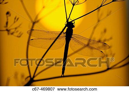 Emperor Dragonfly (Anax imperator) at sunset. View Large Photo Image Stock Photo - Emperor Dragonfly (Anax imperator) at sunset.. Fotosearch