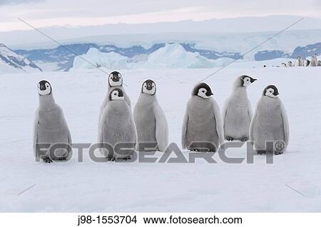 Emperor Penguin Aptenodytes forsteri chicks Snow Hill Island, Antarctic Peninsula, Antarctica View Large Photo Image Picture - Emperor Penguin Aptenodytes forsteri chicks Snow Hill Island, Antarctic Peninsula, Antarctica. Fotosearch