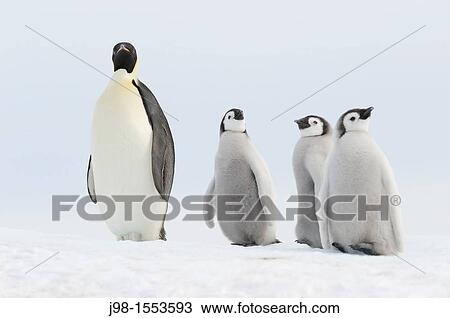 Emperor penguin Aptenodytes forsteri, chicks and adult Location: Snow Hill Island, Weddell Sea, Antarctica View Large Photo Image Stock Image - Emperor penguin Aptenodytes forsteri, chicks and adult Location: Snow Hill Island, Weddell Sea, Antarctica. Fotosearch