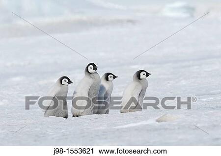 Emperor Penguin Aptenodytes forsteri chicks Snow Hill Island, Antarctic Peninsula, Antarctica View Large Photo Image Stock Image - Emperor Penguin Aptenodytes forsteri chicks Snow Hill Island, Antarctic Peninsula, Antarctica. Fotosearch