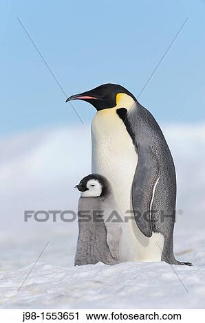 Emperor Penguin Aptenodytes forsteri adult and chick Snow Hill Island, Antarctic Peninsula, Antarctica View Large Photo Image Stock Image - Emperor Penguin Aptenodytes forsteri adult and chick Snow Hill Island, Antarctic Peninsula, Antarctica. Fotosearch