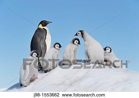 Emperor Penguin Aptenodytes forsteri adult and chicks climbing on ice hill Snow Hill Island, Antarctic Peninsula, Antarctica View Large Photo Image Stock Image - Emperor Penguin Aptenodytes forsteri adult and chicks climbing on ice hill Snow Hill Island, Antarctic Peninsula, Antarctica. Fotosearch