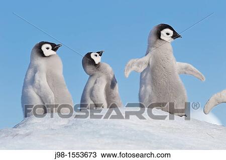 Emperor Penguin Aptenodytes forsteri chicks one spreading wings on hill of snow Snow Hill Island, Antarctic Peninsula, Antarctica View Large Photo Image Stock Image - Emperor Penguin Aptenodytes forsteri chicks one spreading wings on hill of snow Snow Hill Island, Antarctic Peninsula, Antarctica. Fotosearch
