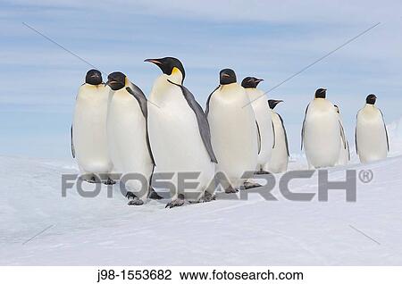 Emperor Penguin Aptenodytes forsteri group of adults Snow Hill Island, Antarctic Peninsula, Antarctica View Large Photo Image Stock Image - Emperor Penguin Aptenodytes forsteri group of adults Snow Hill Island, Antarctic Peninsula, Antarctica. Fotosearch
