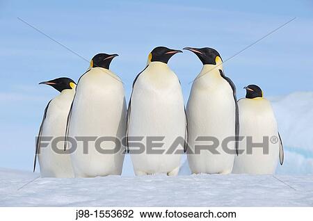 Emperor Penguin Aptenodytes forsteri group of adults Snow Hill Island, Antarctic Peninsula, Antarctica View Large Photo Image Stock Image - Emperor Penguin Aptenodytes forsteri group of adults Snow Hill Island, Antarctic Peninsula, Antarctica. Fotosearch