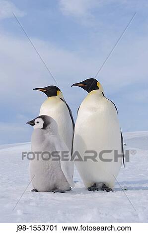 Emperor Penguin Aptenodytes forsteri adults and chick Snow Hill Island, Antarctic Peninsula, Antarctica View Large Photo Image Stock Image - Emperor Penguin Aptenodytes forsteri adults and chick Snow Hill Island, Antarctic Peninsula, Antarctica. Fotosearch