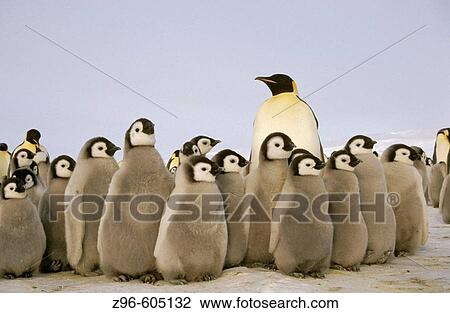 Stock Image - Emperor penguin (Aptenodytes forsteri). Dawson-Lambton glacier, Antarctica, December. Fotosearch