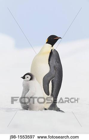 Emperor penguin Aptenodytes forsteri, chick and adult Location: Snow Hill Island, Antarctic Peninsula, Antarctica View Large Photo Image Stock Photo - Emperor penguin Aptenodytes forsteri, chick and adult Location: Snow Hill Island, Antarctic Peninsula, Antarctica. Fotosearch