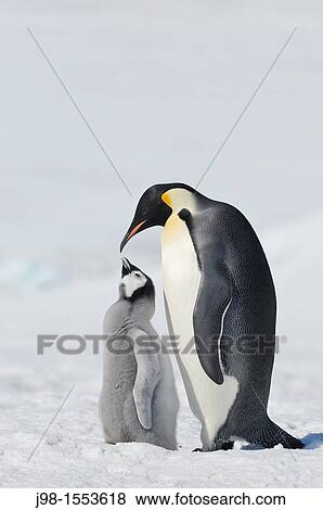 Emperor Penguin Aptenodytes forsteri adult and chick Snow Hill Island, Antarctic Peninsula, Antarctica View Large Photo Image Stock Photo - Emperor Penguin Aptenodytes forsteri adult and chick Snow Hill Island, Antarctic Peninsula, Antarctica. Fotosearch