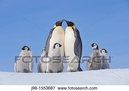 Emperor Penguin Aptenodytes forsteri group with adults and chicks Snow Hill Island, Antarctic Peninsula, Antarctica View Large Photo Image Stock Photo - Emperor Penguin Aptenodytes forsteri group with adults and chicks Snow Hill Island, Antarctic Peninsula, Antarctica. Fotosearch