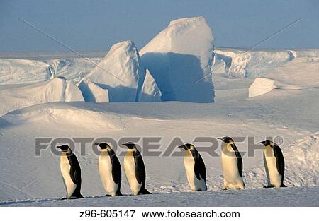 Emperor penguin (Aptenodytes forsteri). Dawson-Lambton glacier, Antarctica, December View Large Photo Image Stock Photo - Emperor penguin (Aptenodytes forsteri). Dawson-Lambton glacier, Antarctica, December. Fotosearch