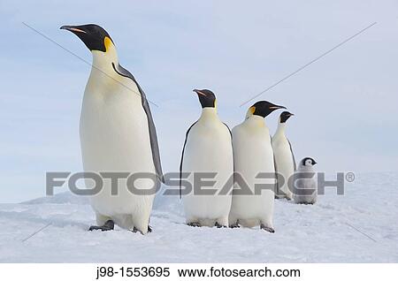 Emperor Penguin Aptenodytes forsteri group of adults and a ckick in a row Snow Hill Island, Antarctic Peninsula, Antarctica View Large Photo Image Stock Photography - Emperor Penguin Aptenodytes forsteri group of adults and a ckick in a row Snow Hill Island, Antarctic Peninsula, Antarctica. Fotosearch