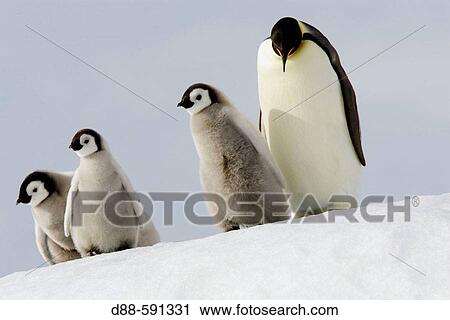 Emperor Penguins (Aptenodytes forsteri). Snow Hill Island. Antarctica View Large Photo Image Stock Image - Emperor Penguins (Aptenodytes forsteri). Snow Hill Island. Antarctica. Fotosearch